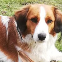 Hondenoppas werk Beverwijk: baasje van Flip