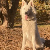 Hondenoppas werk Driebergen-Rijsenburg: baasje van Paco