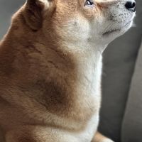 Hondenoppas werk Hellevoetsluis: baasje van Taiki