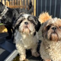 Hondenoppas werk Hurdegaryp: baasje van Max en tom