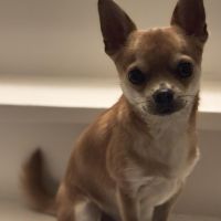 Hondenoppas werk Varsseveld: baasje van Lex