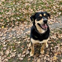 Hondenoppas werk Ommen: baasje van Max 