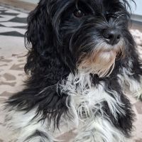 Hondenoppas werk Voorburg: baasje van Yfke