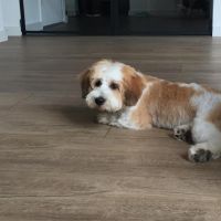 Hondenoppas werk Schiedam: baasje van Cosmo