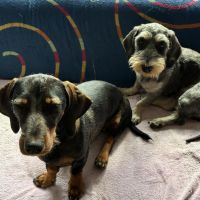 Hondenoppas werk Gouda: baasje van Rakker Olly