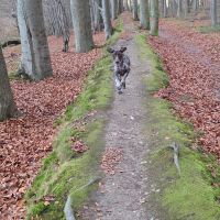 Hondenoppas werk Veghel: baasje van Loki