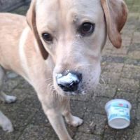 Hondenoppas werk Zwolle: baasje van Jackie