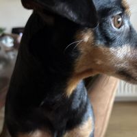 Hondenoppas werk Oldenzaal: baasje van Sepp