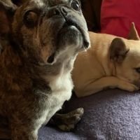 Hondenoppas werk Amsterdam: baasje van Bagel en Bibi