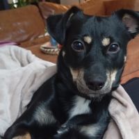 Hondenoppas werk Purmerend: baasje van Benny