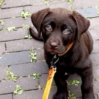 Hondenoppas werk Cruquius: baasje van Mooz