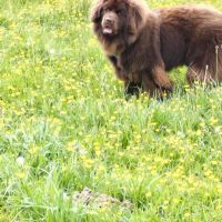 Hondenoppas werk Heerlen: baasje van Cooper