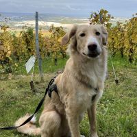 Hondenoppas werk Maastricht: baasje van Alba