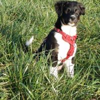 Hondenoppas werk Hoenderloo (Apeldoorn): baasje van Laika 