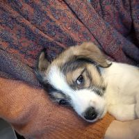 Hondenoppas werk Gouda: baasje van Cooper 