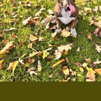 Hondenoppas werk Grave: baasje van 