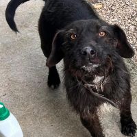 Hondenoppas werk Voorburg: baasje van Baloe 