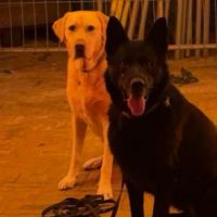 Hondenoppas werk Katwijk aan Zee: baasje van Nikki en Zeus