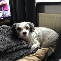 Hondenoppas werk Roermond: baasje van Rocky