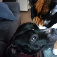 Hondenoppas werk Bergharen: baasje van Roos (roepnaam), Myko, Peaches