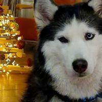 Hondenoppas werk Arnhem: baasje van Lucci