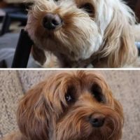 Hondenoppas werk Helmond: baasje van Bandhu & Sophie