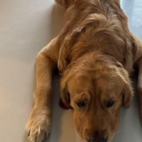 Hondenoppas werk Hendrik-Ido-Ambacht: baasje van Jebb