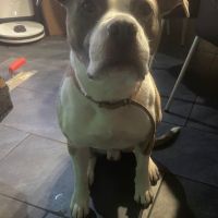 Hondenoppas werk Zwolle: baasje van Diesel