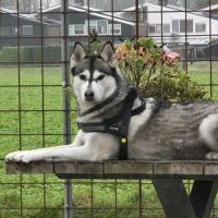 Hondenoppas werk Assen: baasje van Bubbles