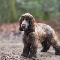 Hondenoppas werk Bussum: baasje van Koda
