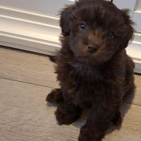 Hondenoppas werk Veldhoven: baasje van Lio