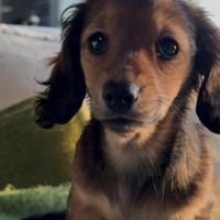 Hondenoppas werk Amsterdam: baasje van Donna