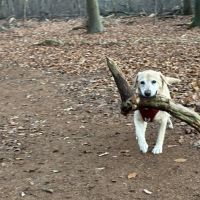 Hondenoppas werk Zaandijk: baasje van Skippy