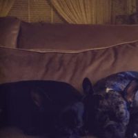 Hondenoppas werk Beverwijk: baasje van Lola EN Bella