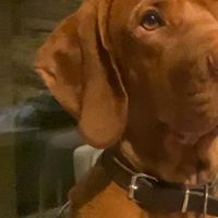 Hondenoppas werk Groesbeek: baasje van Ralph