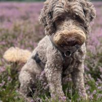 Hondenoppas werk Hattem: baasje van sjors