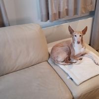 Hondenoppas werk Wijnandsrade: baasje van Pippa