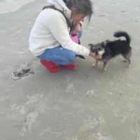 Hondenoppas Sittard: PatriesZ 