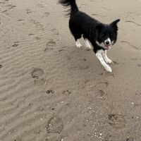 Hondenoppas werk Utrecht: baasje van Lexi