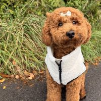 Hondenoppas werk Apeldoorn: baasje van George