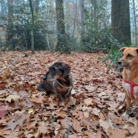 Hondenoppas werk Hengelo (Overijssel): baasje van Bono en Lizzy