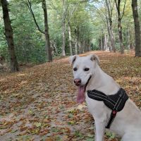 Hondenoppas werk Tilburg: baasje van Lucero