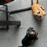 Hondenoppas werk Vught: baasje van Duco & Bella