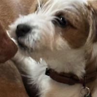 Hondenoppas werk Doorn: baasje van Louis