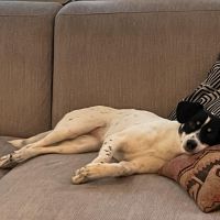 Hondenoppas werk Groningen: baasje van Bonnie