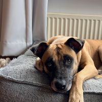 Hondenoppas werk Nijmegen: baasje van Zina