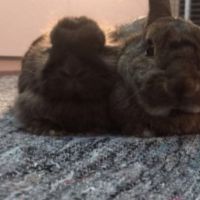 Hondenoppas Alphen aan den Rijn: MM