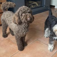 Hondenopvang Ouddorp: Karin 