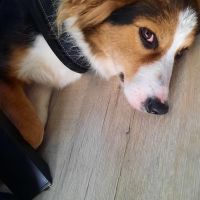 Hondenoppas werk Heemskerk: baasje van Millie