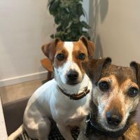 Hondenoppas werk Deventer: baasje van Mila en Luna